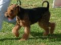 Airedale Terrier