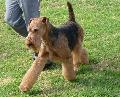 Airedale Terrier
