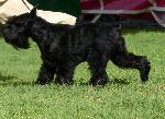Cães