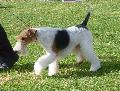 Fox Terrier Pêlo Cerdoso