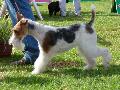 Fox Terrier Pêlo Cerdoso