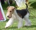 Fox Terrier Pêlo Cerdoso