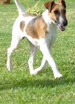 Cães