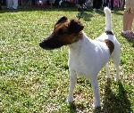 Cães