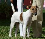 Cães