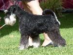Cães