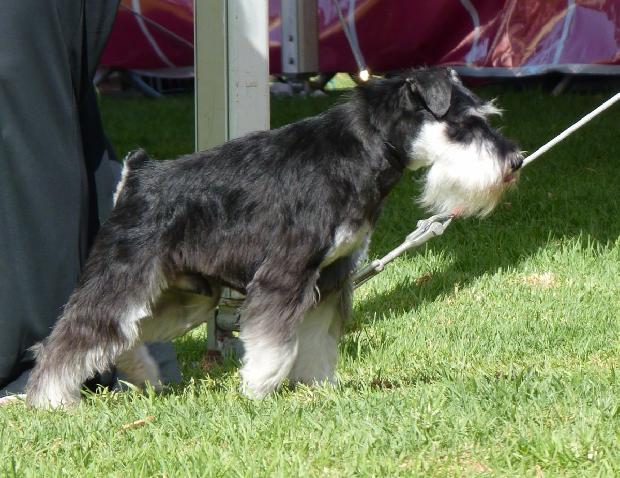 Schnauzer Miniatura Preto e Prateado