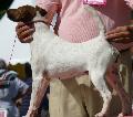 Fox Terrier Pêlo Liso