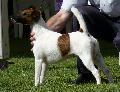 Fox Terrier Pêlo Liso