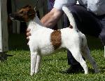 Cães