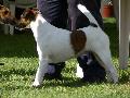 Fox Terrier Pêlo Liso