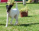 Cães