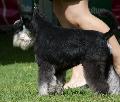 Schnauzer Miniatura Preto e Prateado