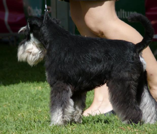 Schnauzer Miniatura Preto e Prateado