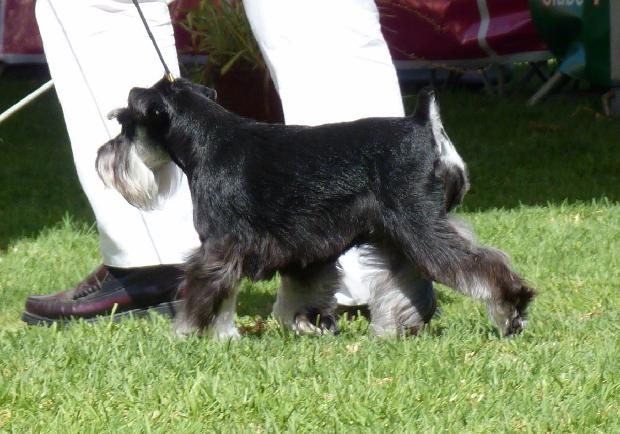 Schnauzer Miniatura Preto e Prateado