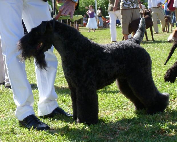 Kerry Blue Terrier