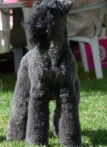 Cães