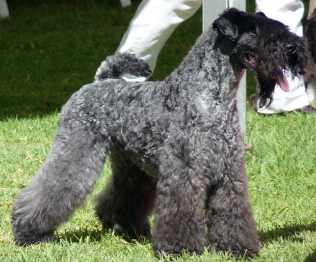Kerry Blue Terrier