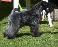 Kerry Blue Terrier