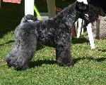 Cães