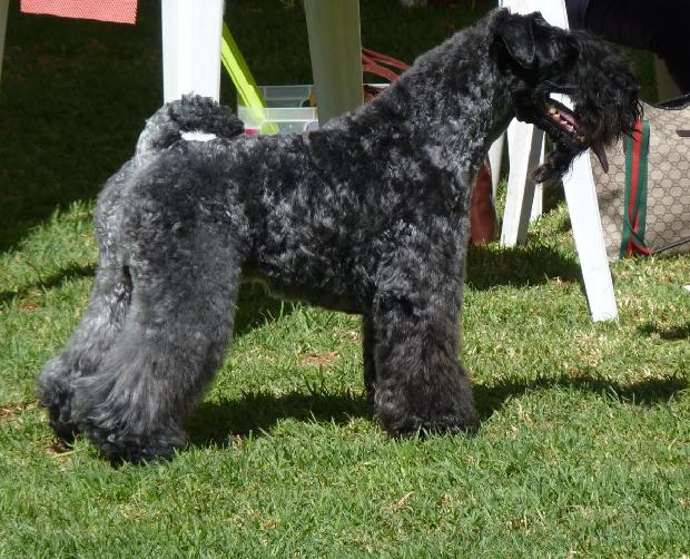 Kerry Blue Terrier