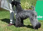 Cães