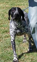Cães