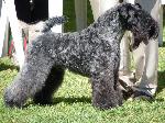 Cães