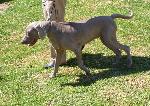 Weimaraner