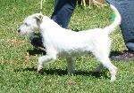 Cães
