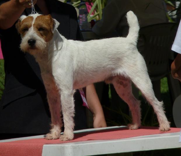 Parson Russell Terrier