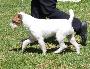 Parson Russell Terrier