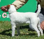 Cães