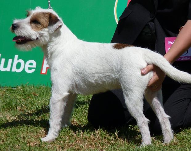 Parson Russell Terrier