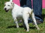 Cães