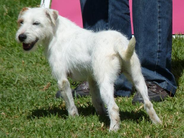 Parson Russell Terrier