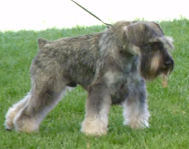 Schnauzer Miniatura Sal e Pimenta