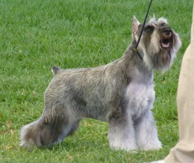 Schnauzer Miniatura Sal e Pimenta