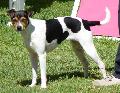 Terrier Brasileiro