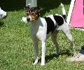 Terrier Brasileiro