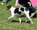 Terrier Brasileiro