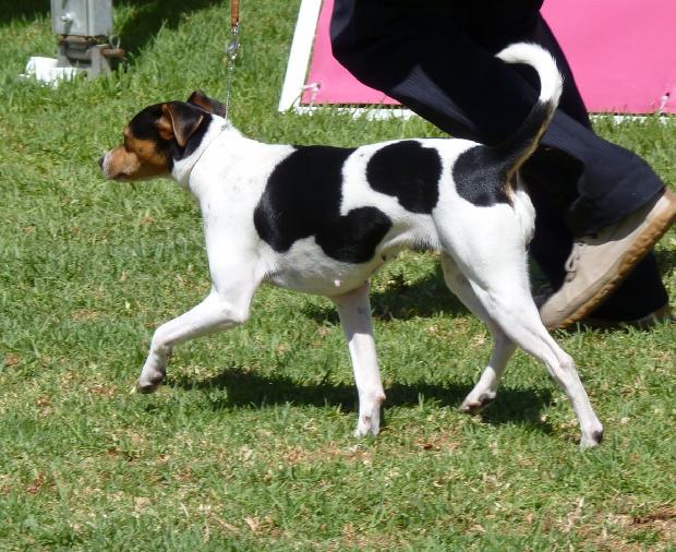 Terrier Brasileiro