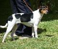 Terrier Brasileiro