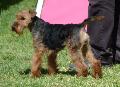 Welsh Terrier