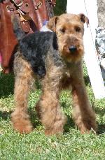 Cães