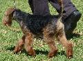 Welsh Terrier