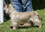 Cairn Terrier