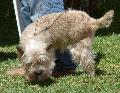 Cairn Terrier