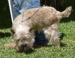 Cães