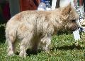 Cairn Terrier